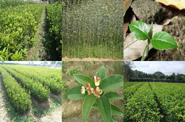 3公分桂花树基地1674519576737
