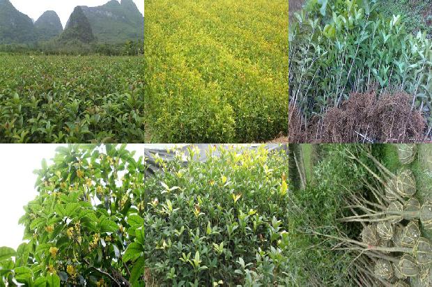 桂花树河北能室外过冬吗1674520341279