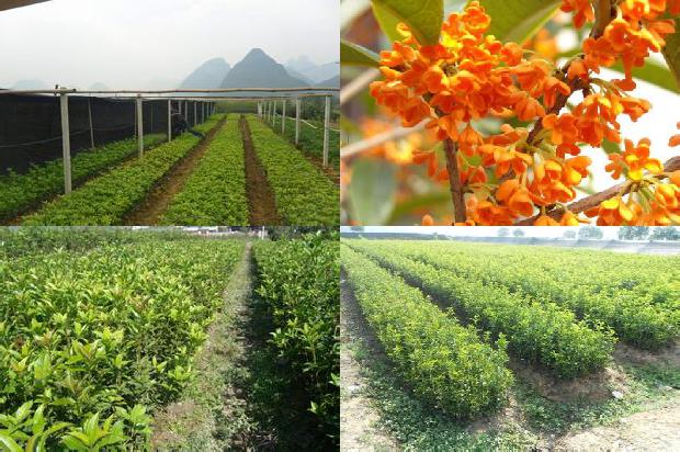30年桂花树多少钱一棵1674520538522