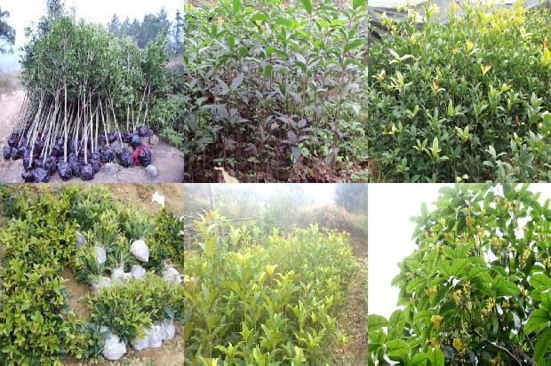 桂花树18公分多少钱一棵1674520627191