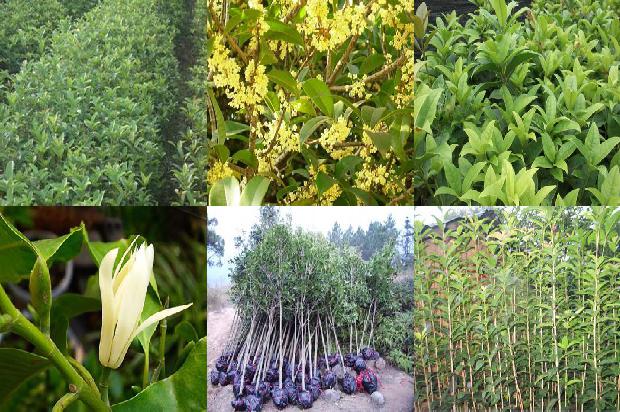 桂花树什么时候移栽最合适呢1688948321476