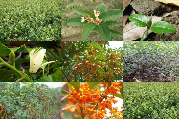 桂花树开花结果好吗1674521492173