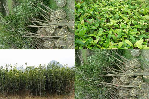 桂花树北方能养吗