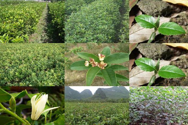 桂花树可以放家里吗1674521658149