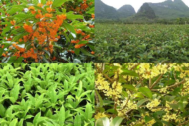 哪种桂花最贵桂花有几种1690590889107