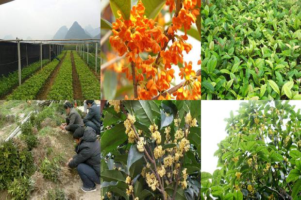桂花树怎样过冬1674521786029