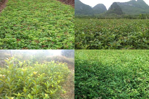 桂花树哪种最好1674521968539