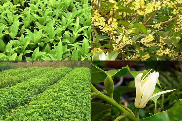 桂花树结的果子怎么种1674522025060