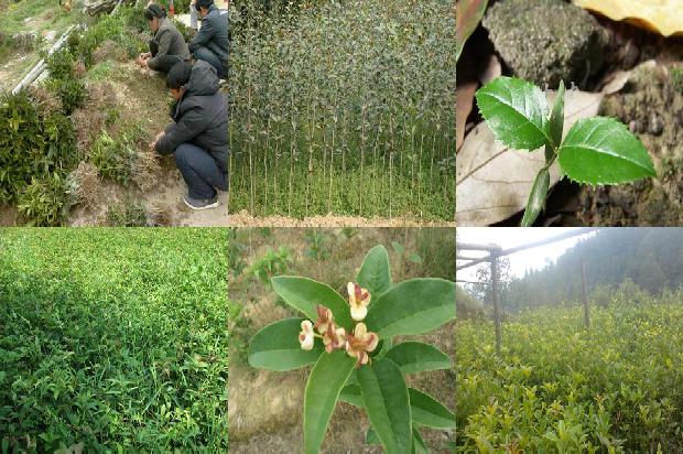 桂花和花旗参能一起泡水喝吗1689035572870