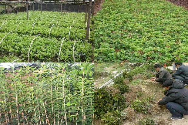 新鲜桂花籽怎么处理成干桂花呢1689576948463