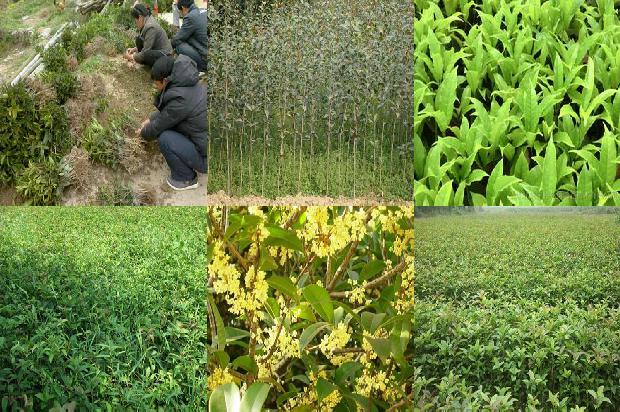 桂花树树冠形状