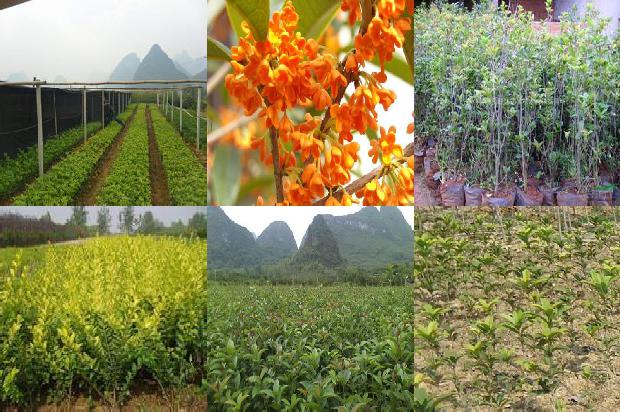 桂花树的桂1674608092125