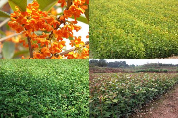 桂花树 过冬