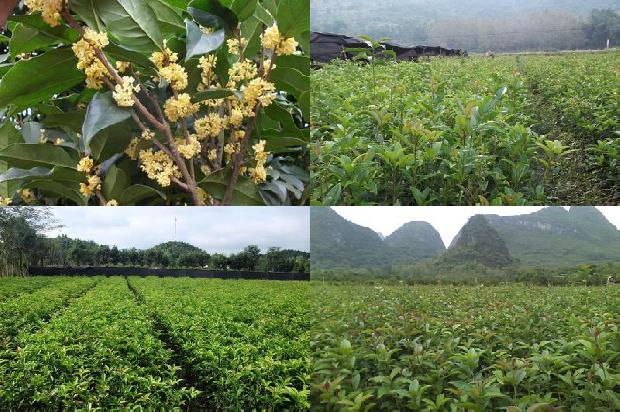 桂花树哪种桂花树最好养护1688692249735