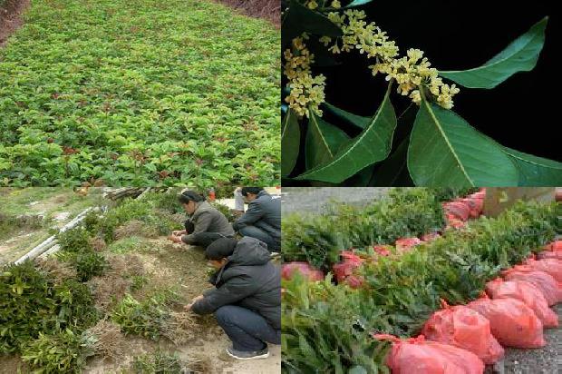 花期长的几种桂花1688861740512