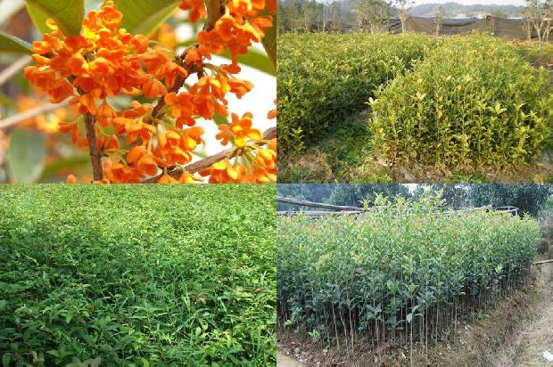 月月树苗桂花1674694156772