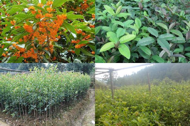 什么季节种植桂花树成活率高呢1688605236535