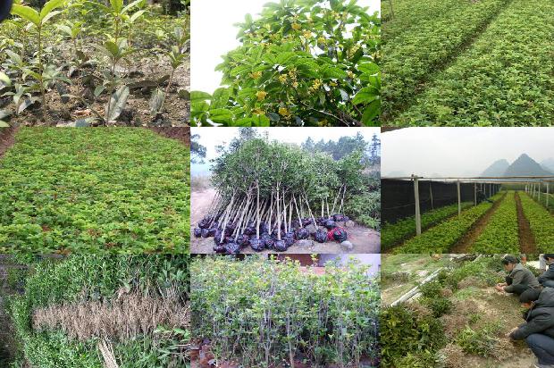 桂花乌龙茶可以去火吗1689467747501