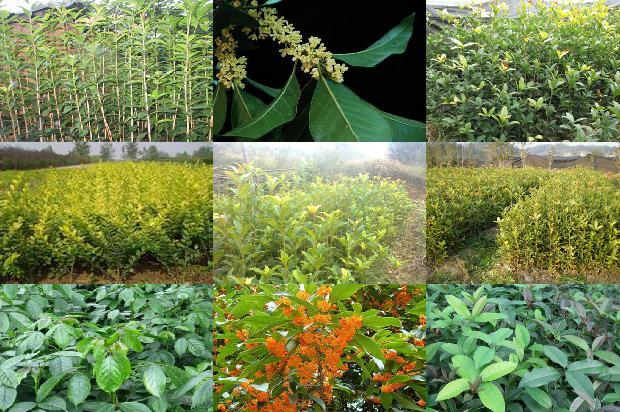桂花适合几月份栽种最好1688605839369