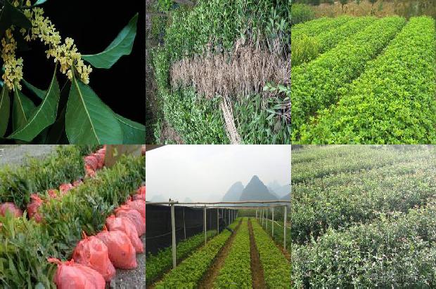 求购8公分桂花树