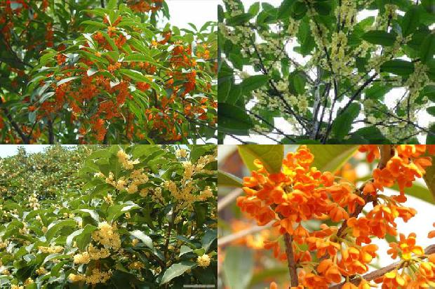 阳台可以栽桂花树吗风水好吗1690677617646