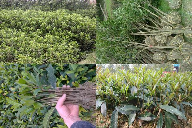 哪里批发桂花树苗最便宜又好卖1688522497172