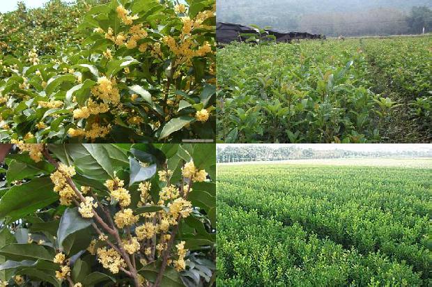 桂花乌龙的好处1689576102707