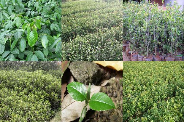 桂花干和桂花茶的区别1674865144695