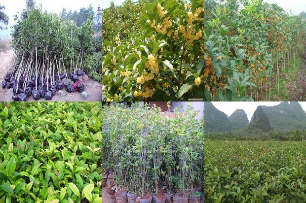 干桂花茶的功效1674866336329