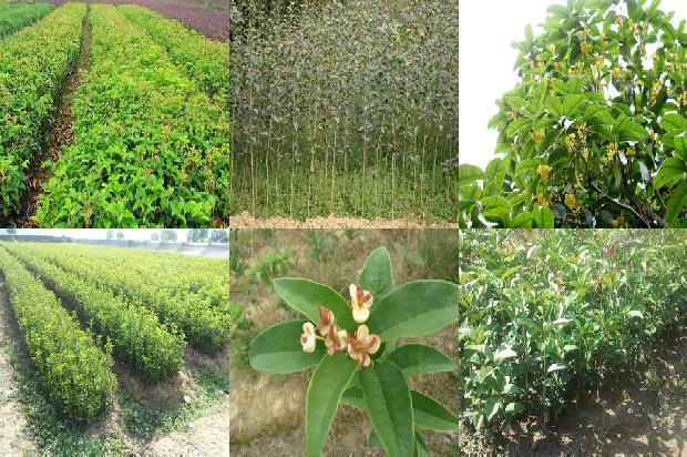 干桂花做桂花糖1674866482571