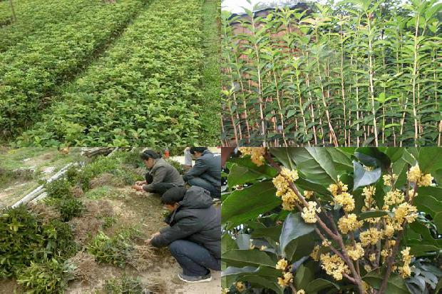 桂花树拆迁赔多少钱一棵呢1688603816209