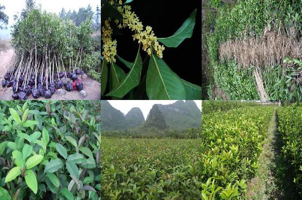 桂花如何冲茶1689466983655