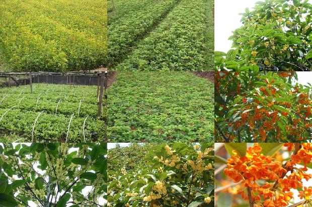 桂花茶 干桂花1674867290703