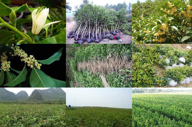 桂花茶 干桂花1674867290709