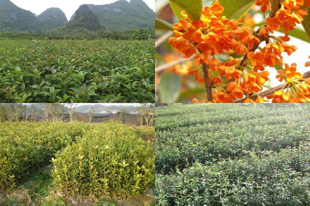 干桂花金桂1674867327560