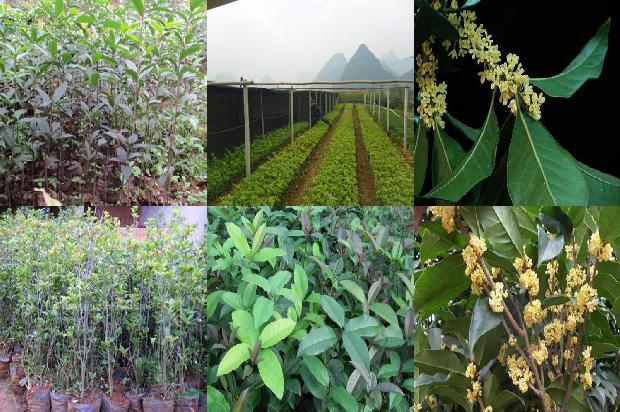 干桂花茶1674867409144