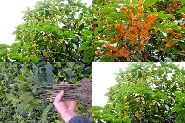 18公分的桂花树价格多少钱一盆呢1690763498798