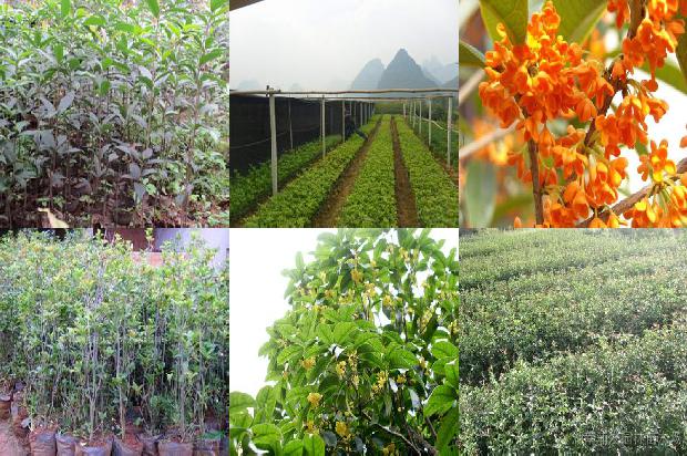 桂花干香吗1674867580497