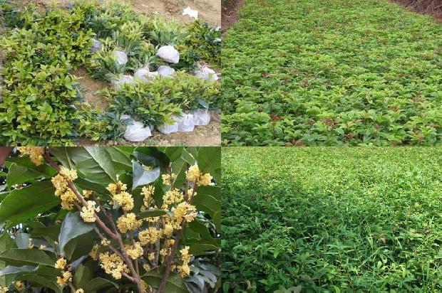 桂花干香吗1674867580503
