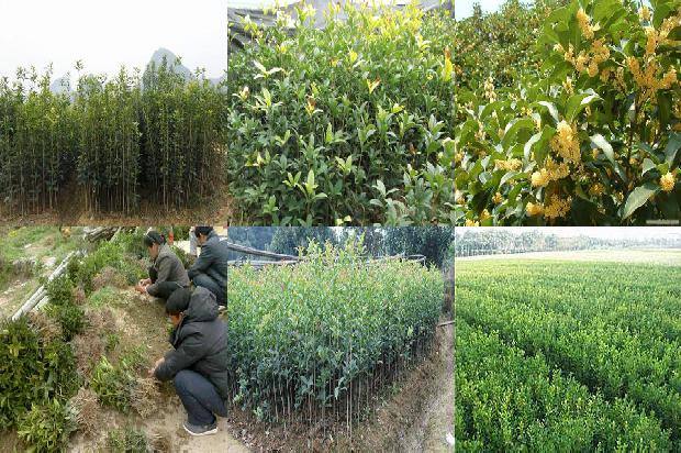 桂花茶怎么泡才好喝1689467739396
