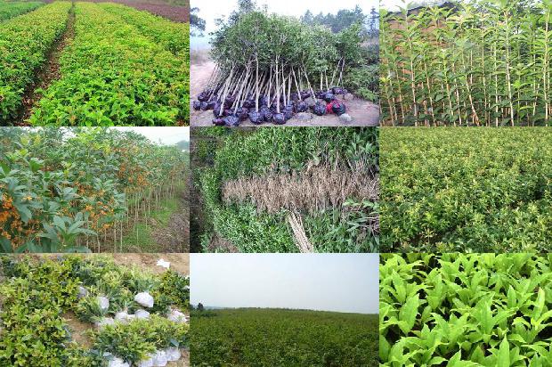 桂花怎样制干才能保留香