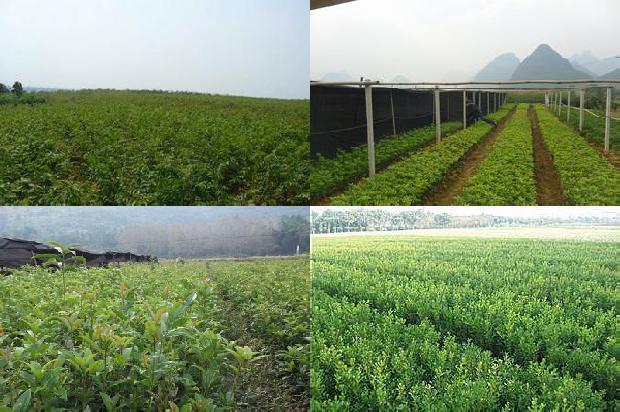 桂花干可以做桂花蜜吗1674951700567