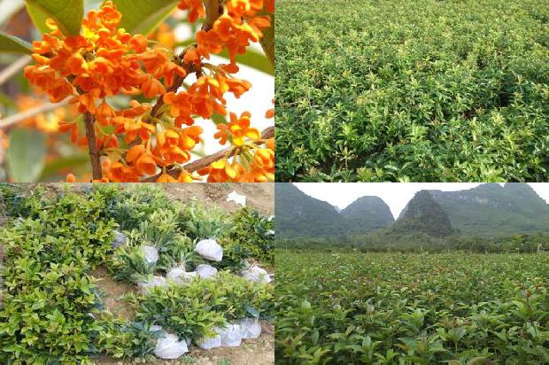 桂花干能泡茶吗1674952275966