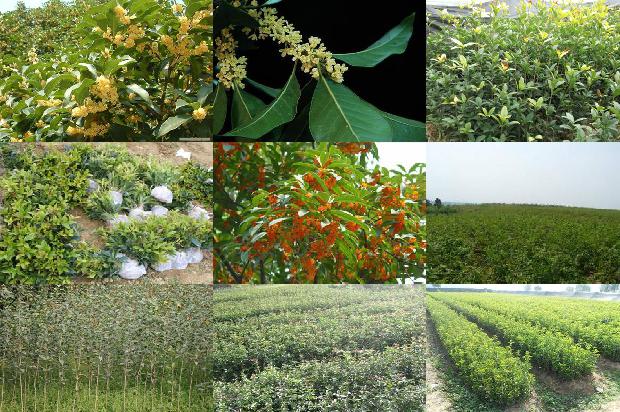 桂花干能泡茶吗1674952275973