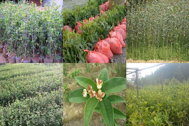 鲜桂花怎么做成干桂花1674952974567