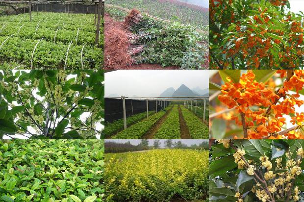 干桂花怎样做成桂花蜜1674953173384