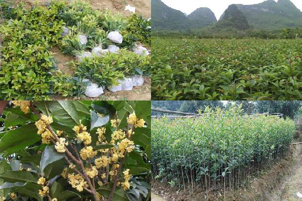 桂花可以做什么用1674953227179