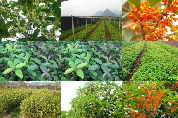 干桂花怎样做糖桂花
