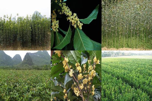 干桂花怎样做糖桂花1674953854845