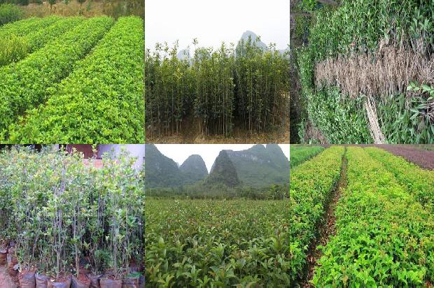 干桂花做糖桂花的做法1675124381061